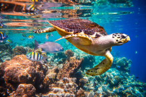 Can you Swim with Turtles in Cabo
