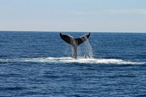 Whale Watching during Spring Break in Cabo San Lucas