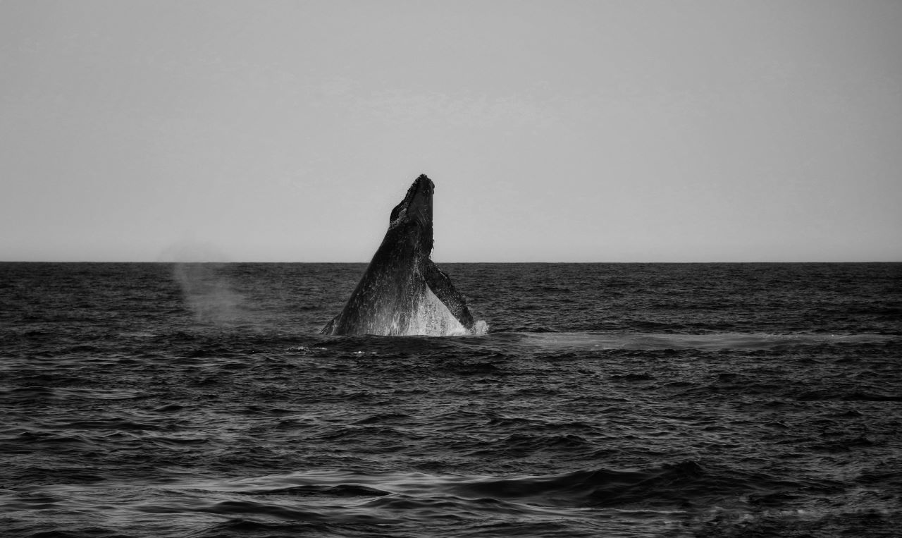 Family Whale Watching Cabo San Lucas