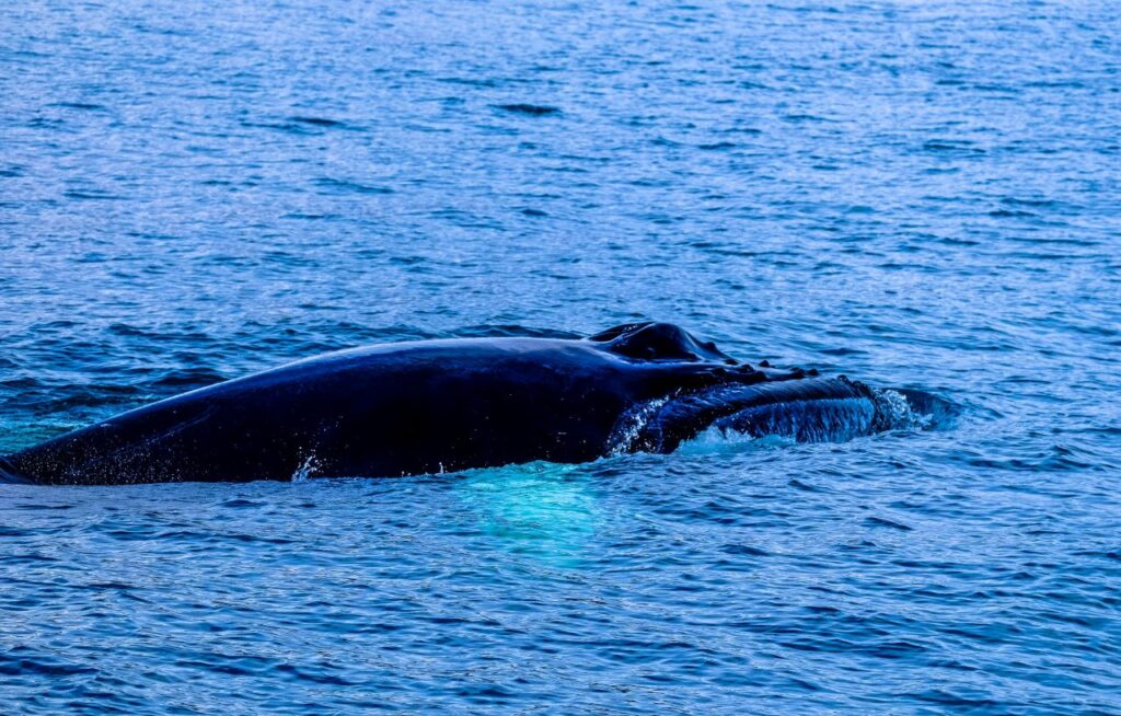 Family Whale Watching Cabo San Lucas