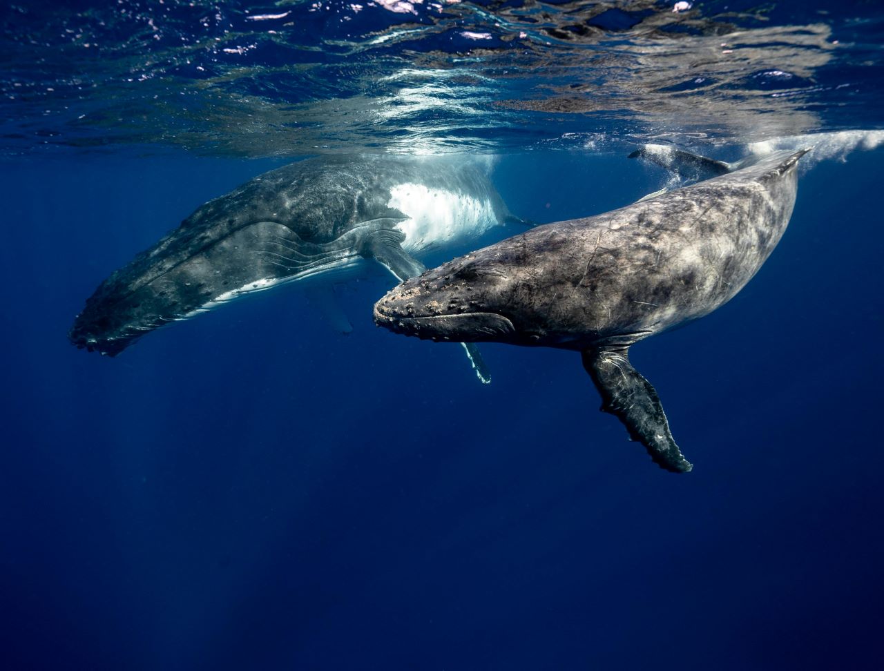 When Is Whale-Watching Season in Cabo San Lucas