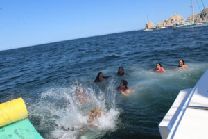 Can You Swim With Dolphins in Cabo