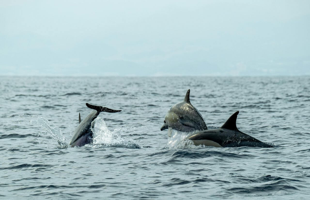 How Often Are Dolphins Seen On A Cabo Boat Tour