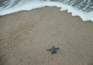 What Other Wildlife Is Commonly Seen on a Cabo Boat Tour