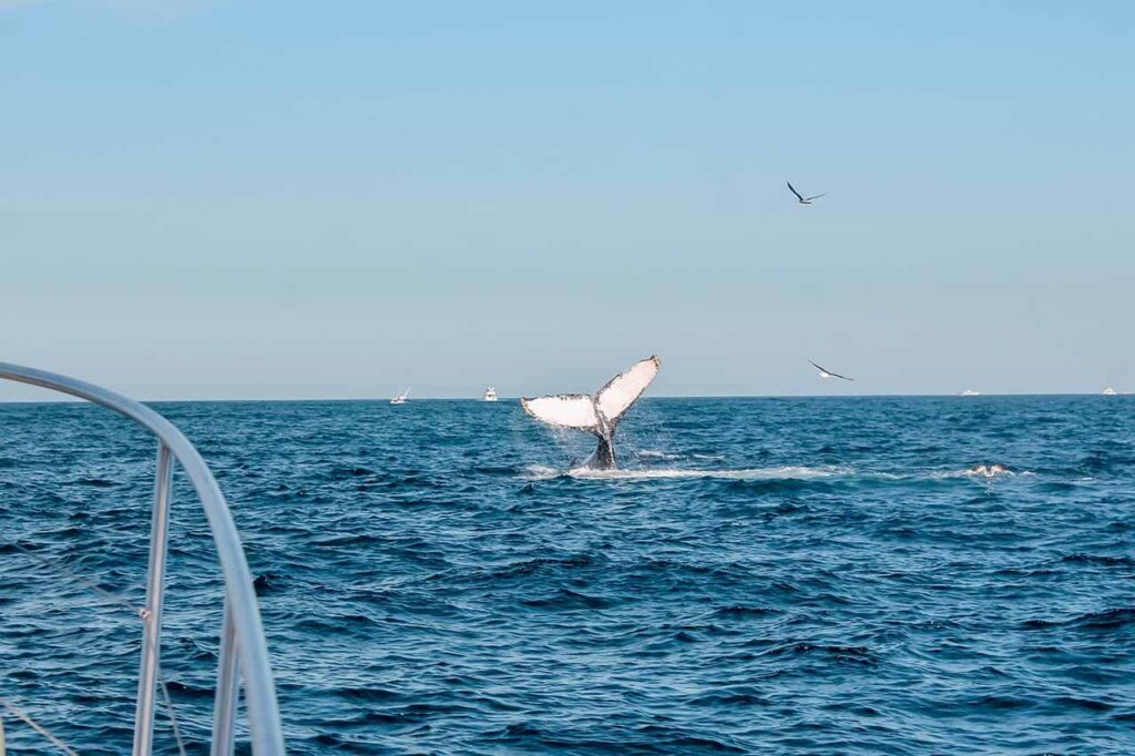 Can You See Whales on Sunset Cruise Cabo