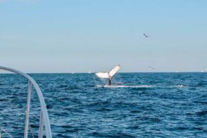 Can You See Whales on Sunset Cruise Cabo