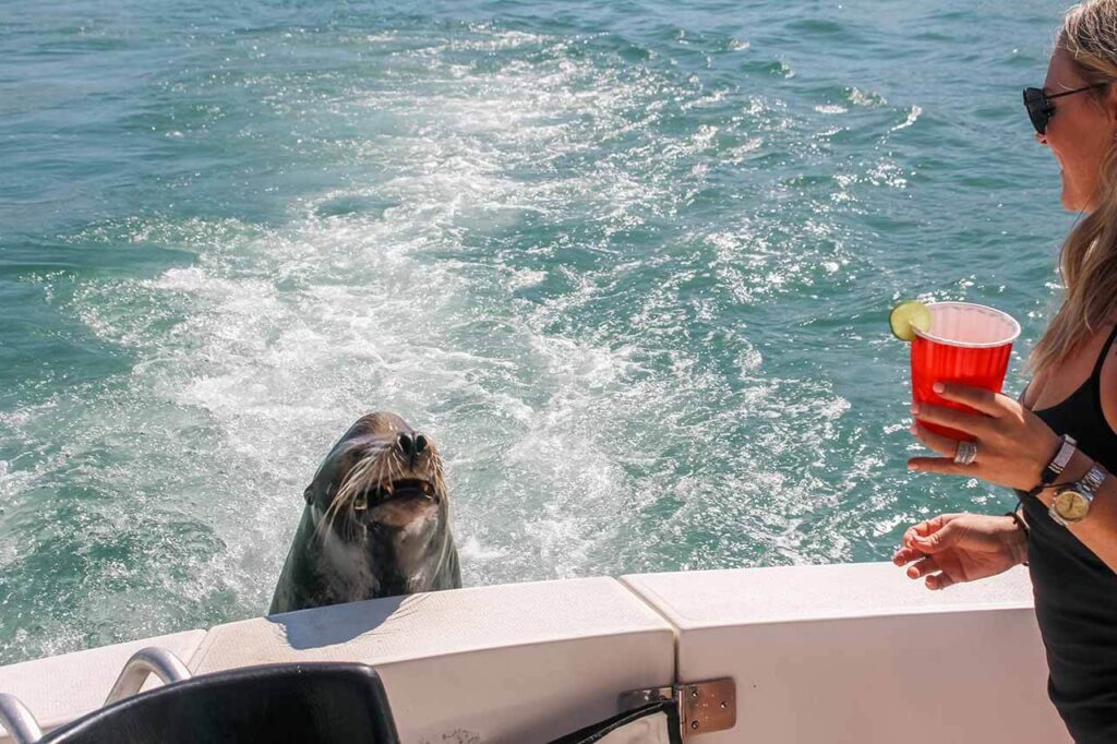 Cabo Sunset Cruise Sea Lions