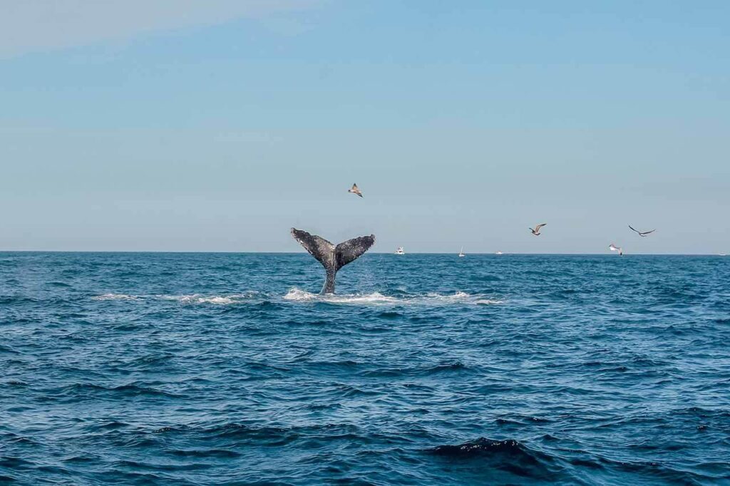 Cabo Sunset Cruise Whale Watching Season