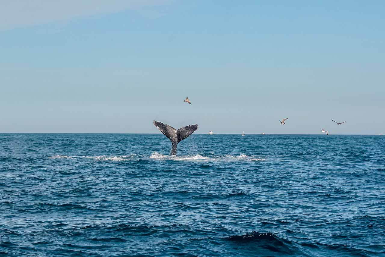 Cabo Sunset Cruise Whale Watching Season